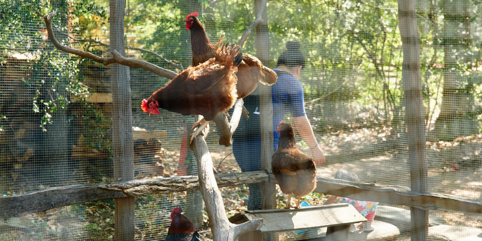 Fulton County 4-H