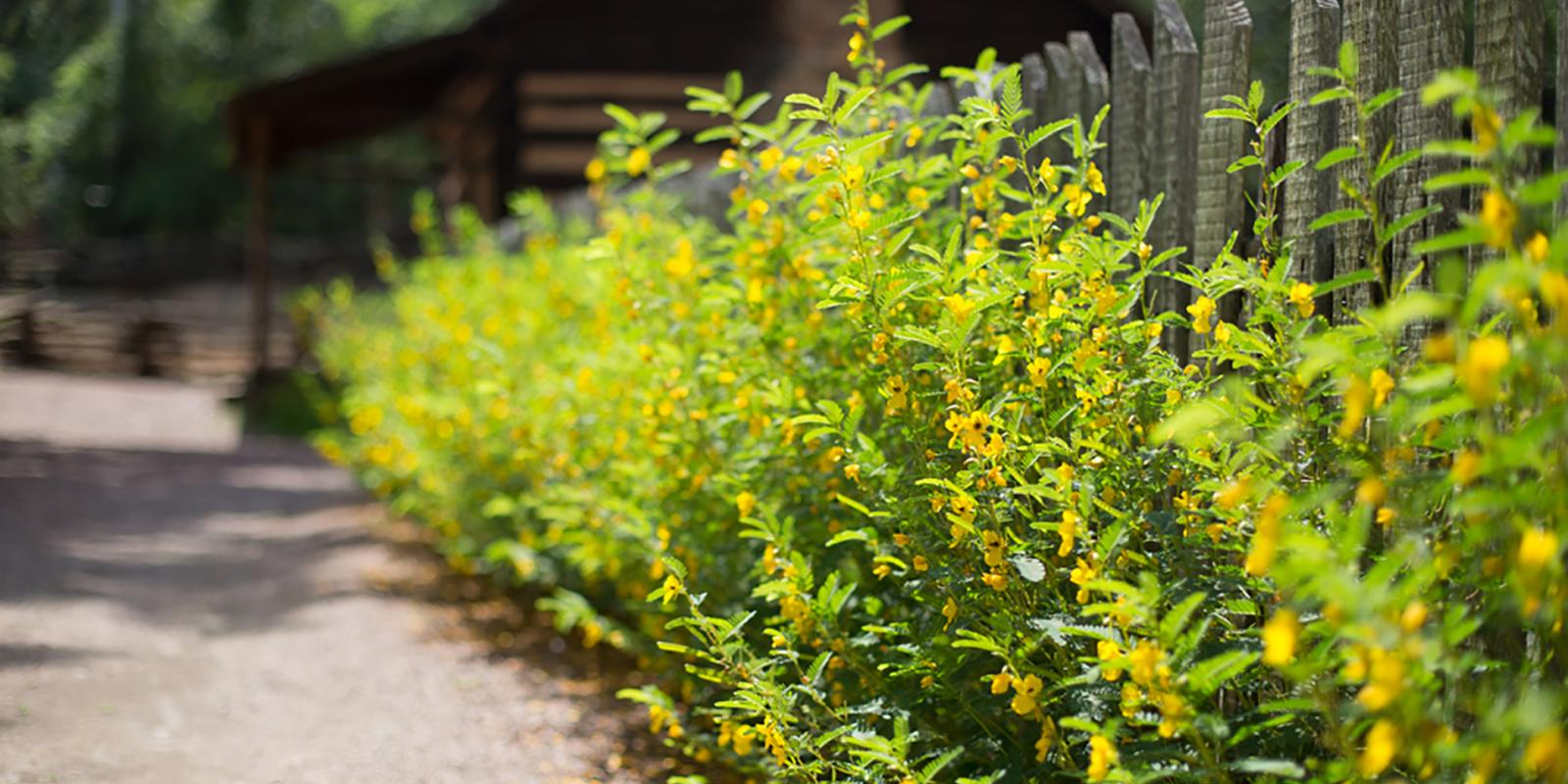 Goizueta Gardens