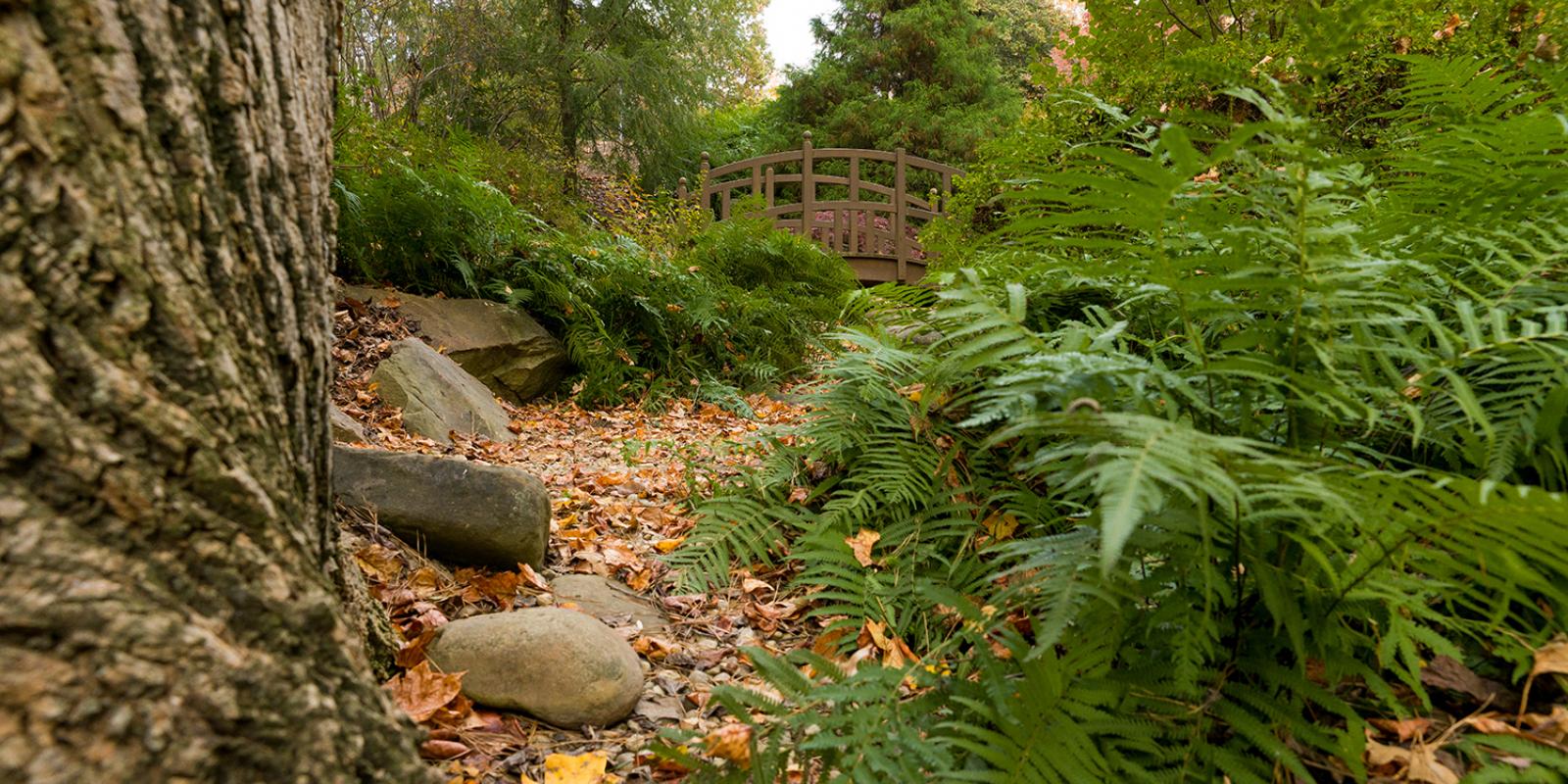Frank A. Smith Memorial Rhododendron Garden