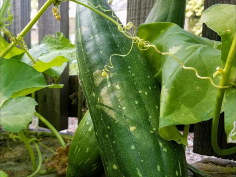 Image of Garden & Gun: It's Loofah Gourd Season, Folks